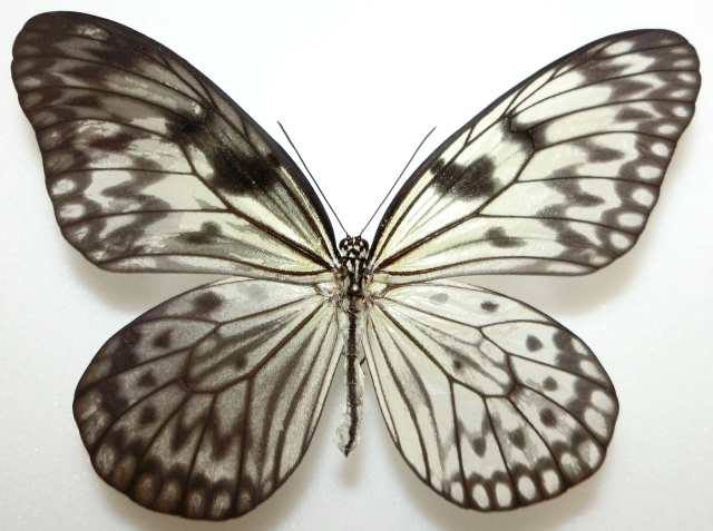 Idea leuconoe (bilateral aberration or gynandromorph, Philippines) (Internet Image property of respective owner, non-commercial use only)